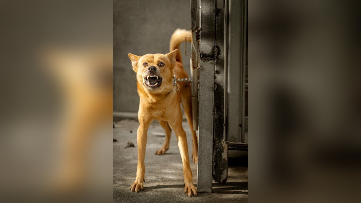 Dog Bite Laws and Owner Liability: What Every Victim Should Know